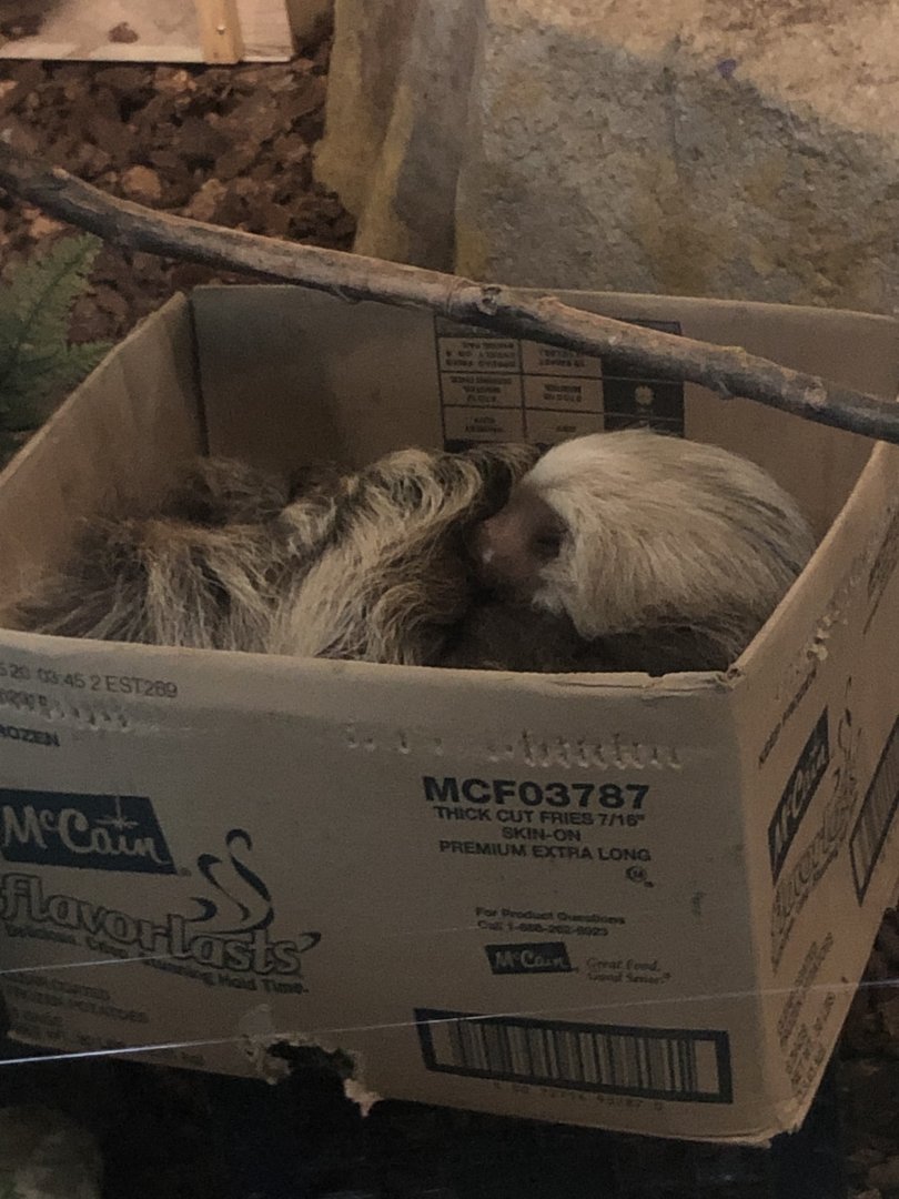 Sleepy Hoffman’s Two-Toed Sloth