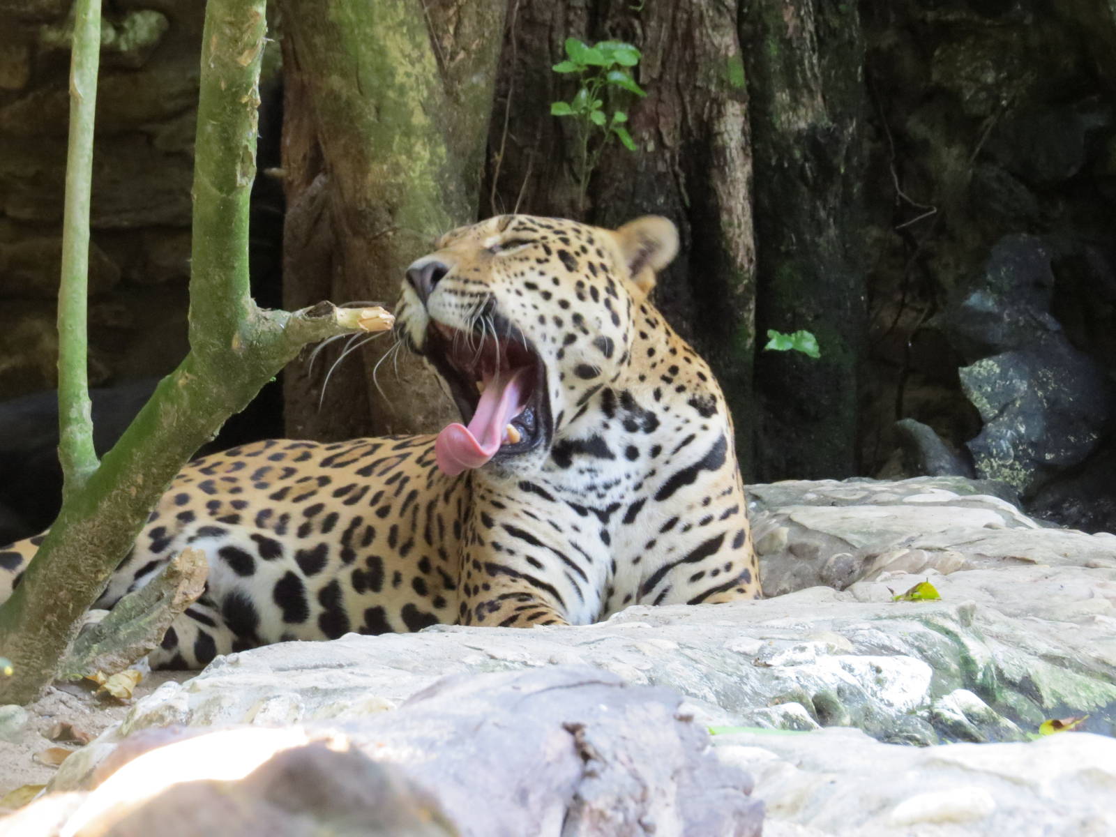 Sleepy Jaguar