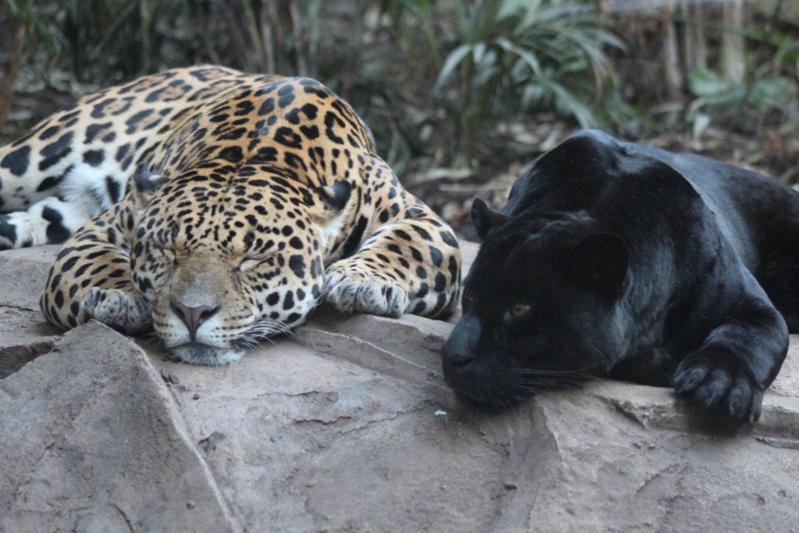 Sleepy Jaguars