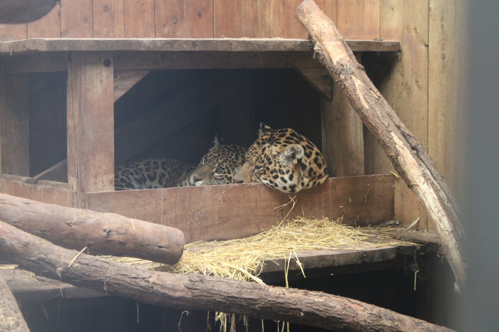 Sleepy Jaguars