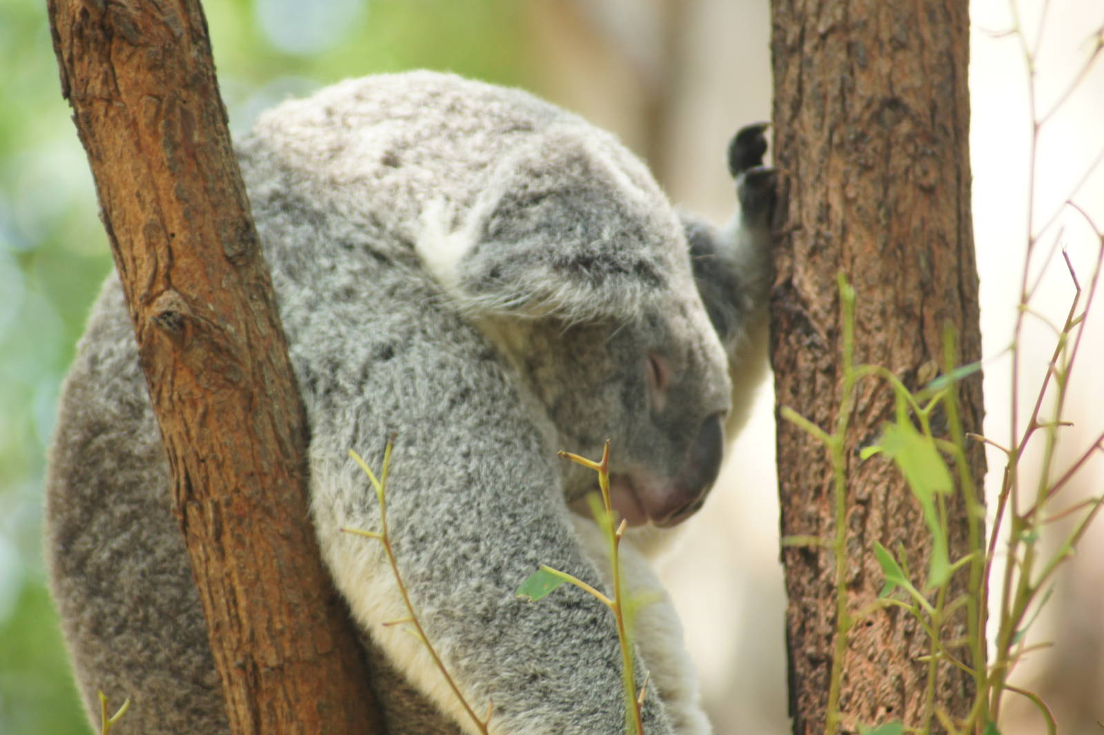 Sleepy koala