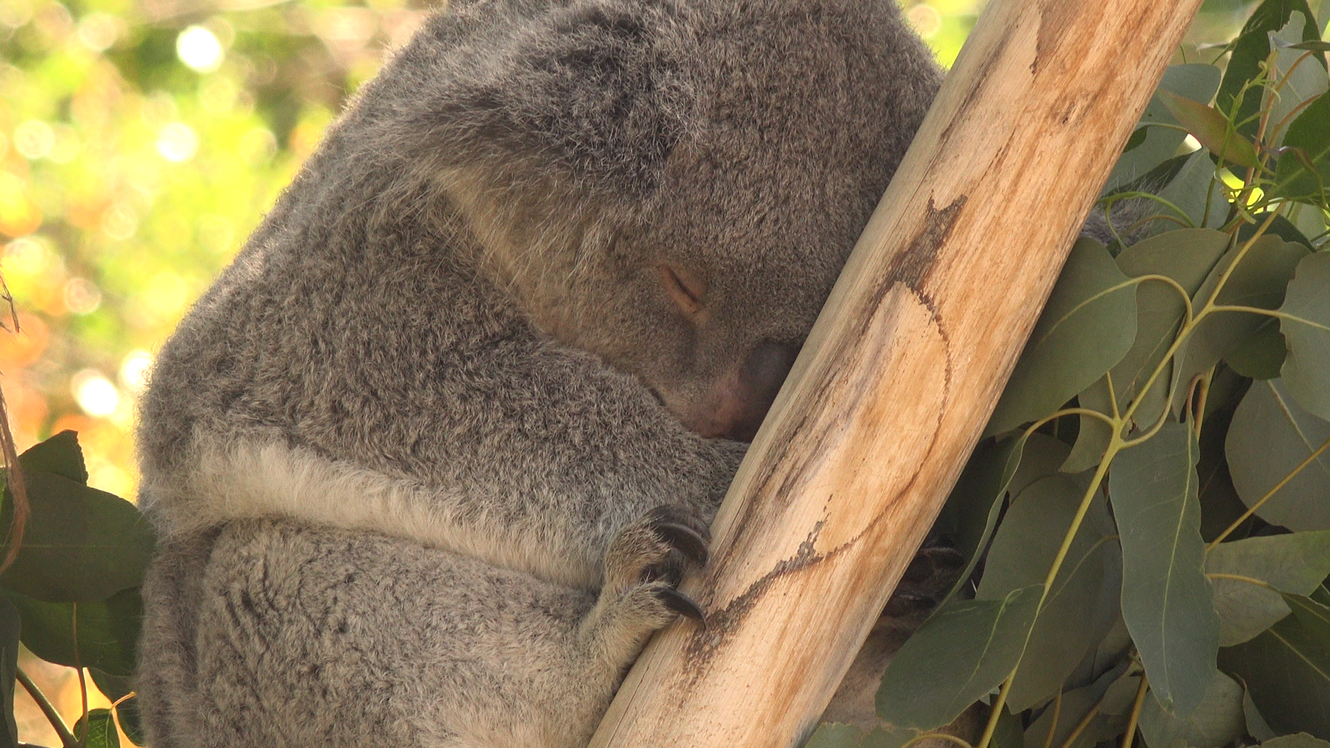 Sleepy Koala
