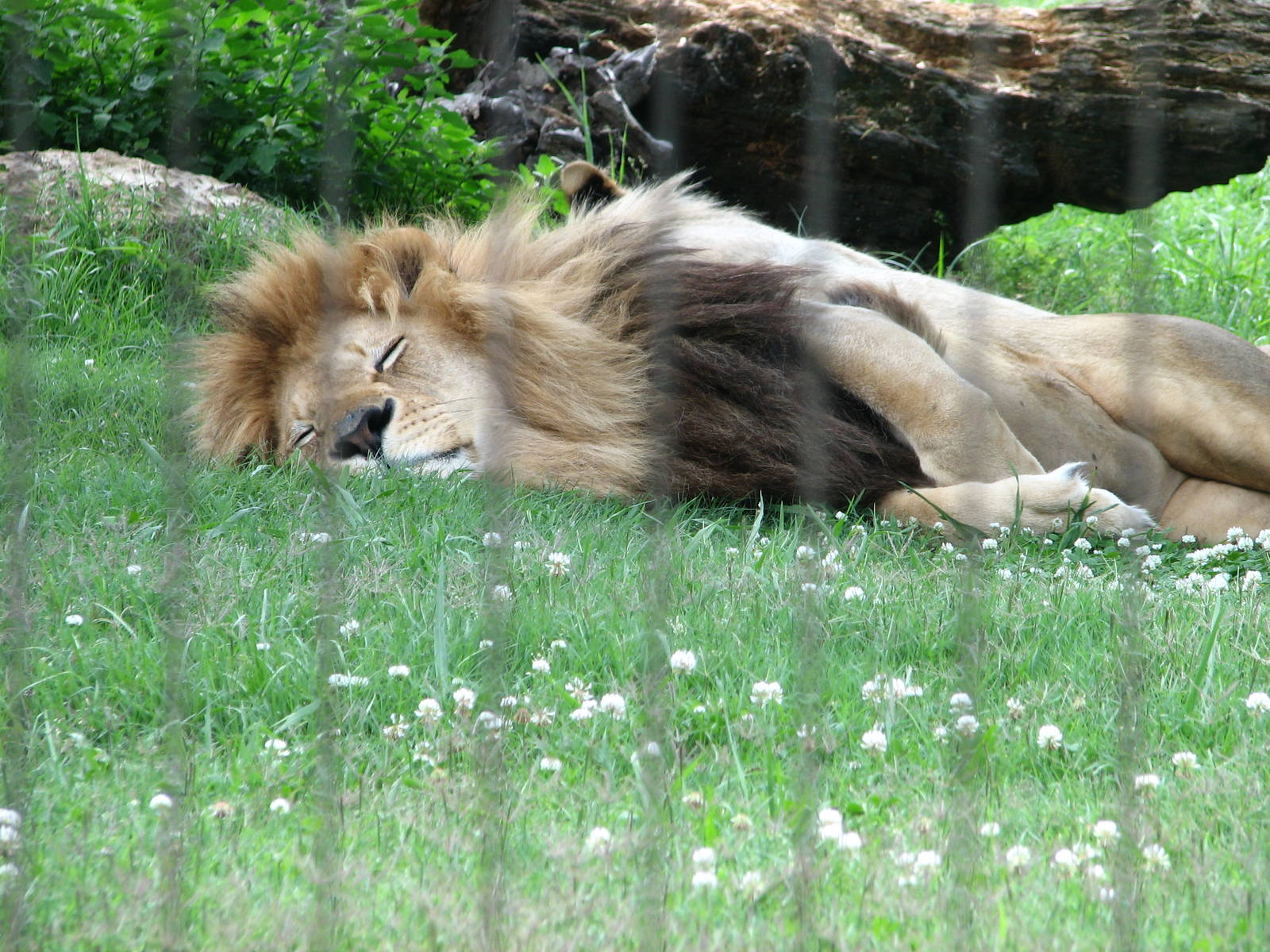 Sleepy Lion