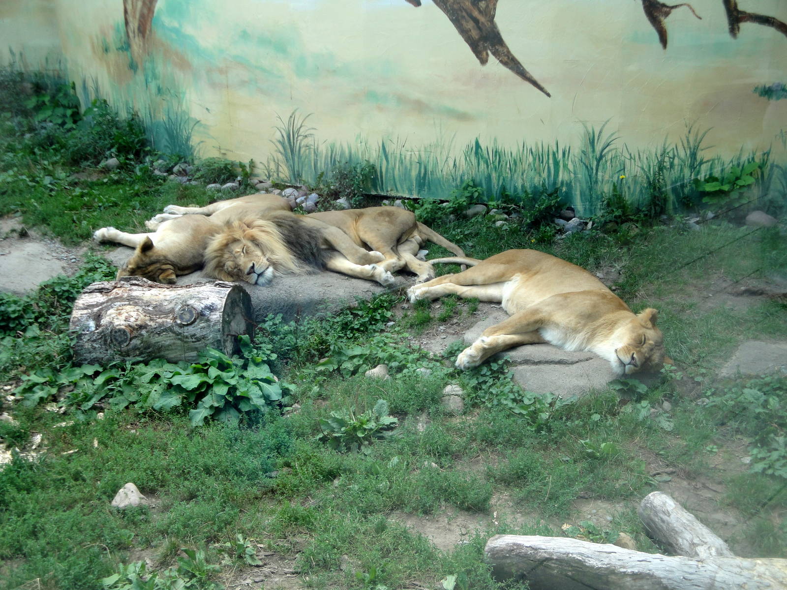 Sleepy Lions