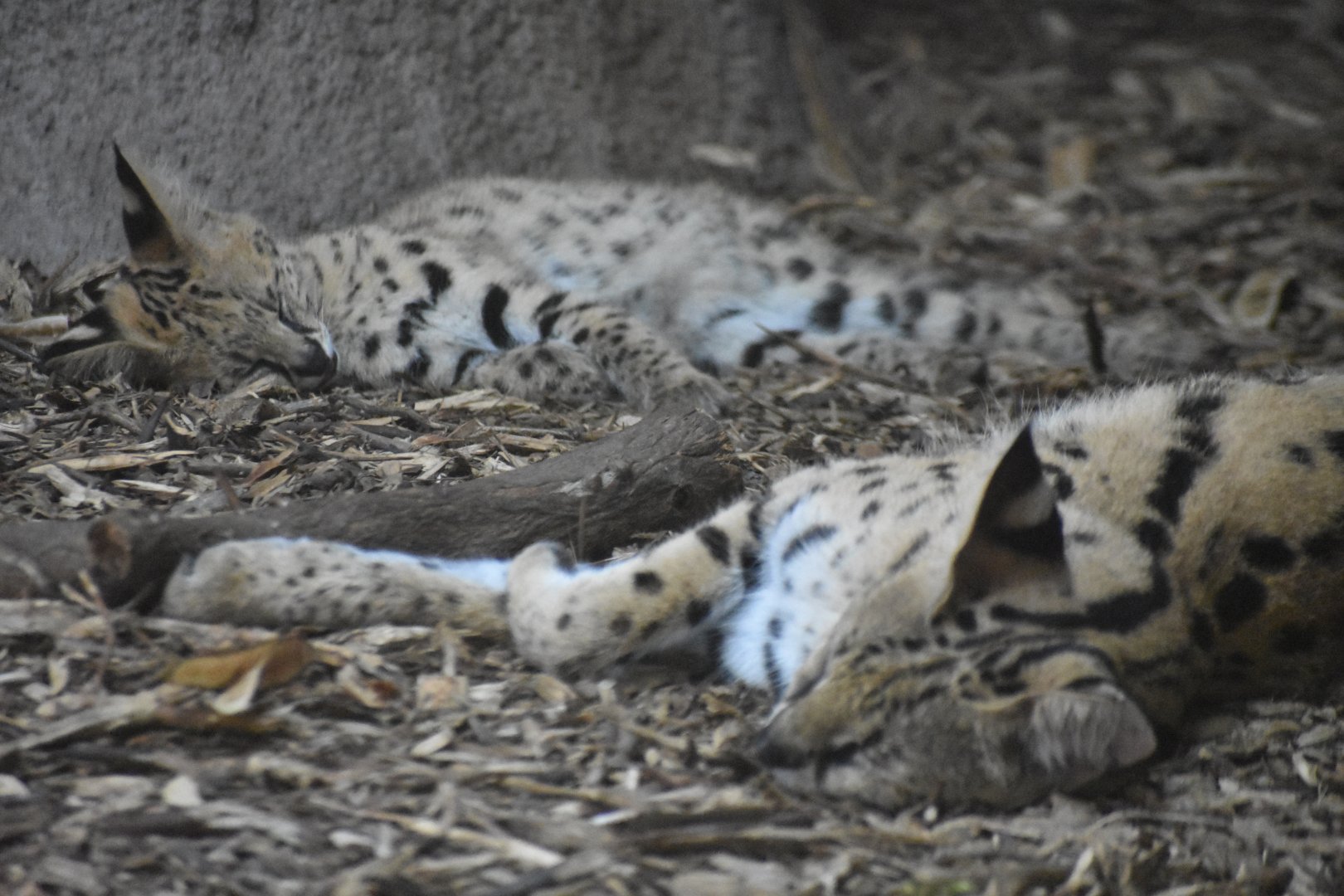 Sleepy little servals