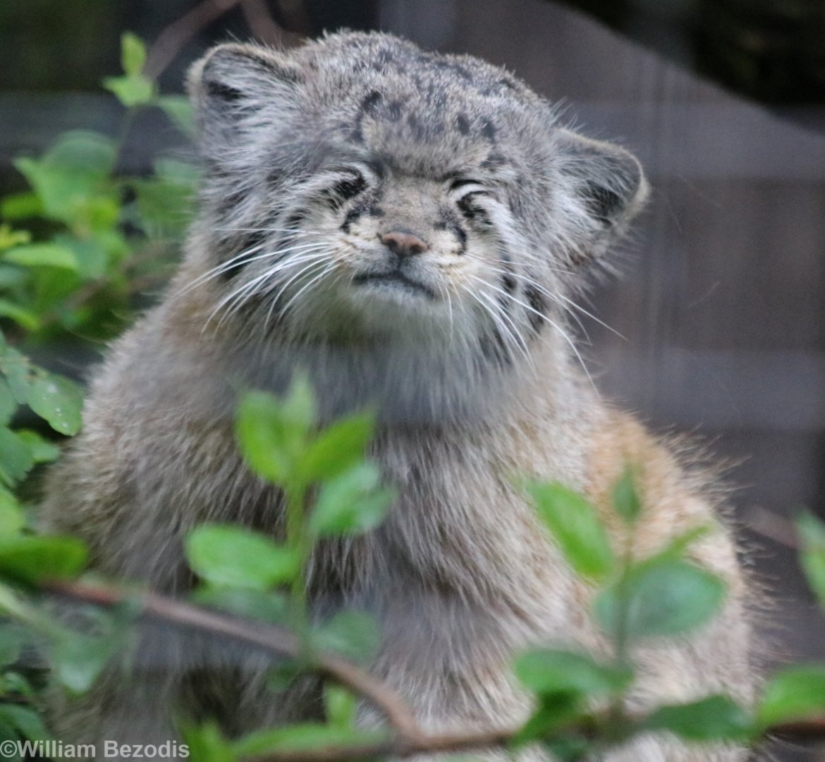 Sleepy Looking Pallas' Cat