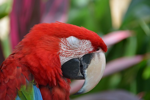 Sleepy macaw portrait