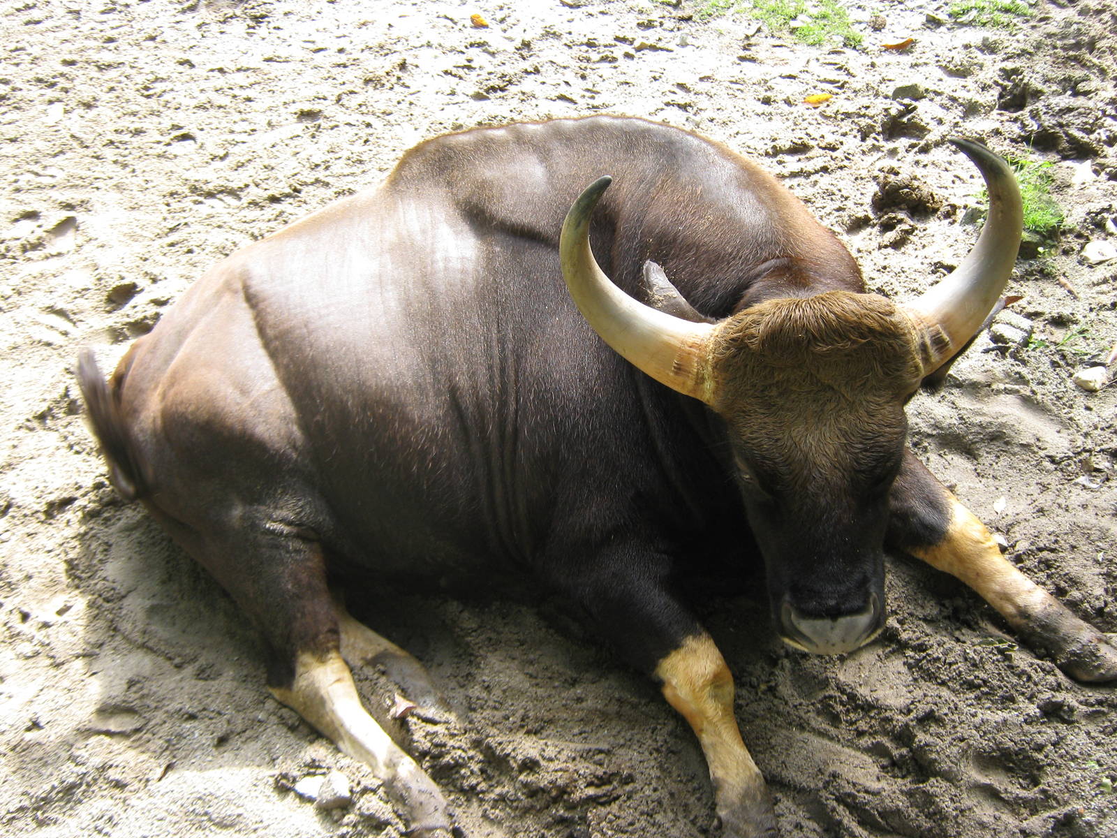 sleepy Malayan gaur