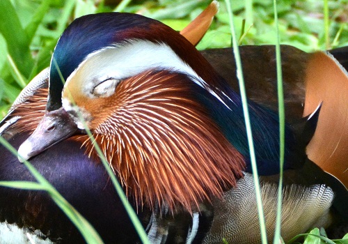 Sleepy Mandarin duck portrait