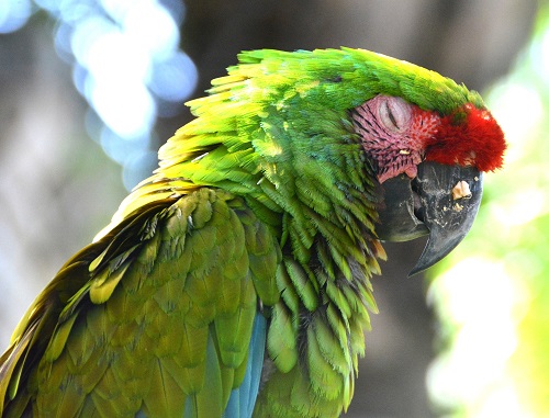 Sleepy Military macaw portrait