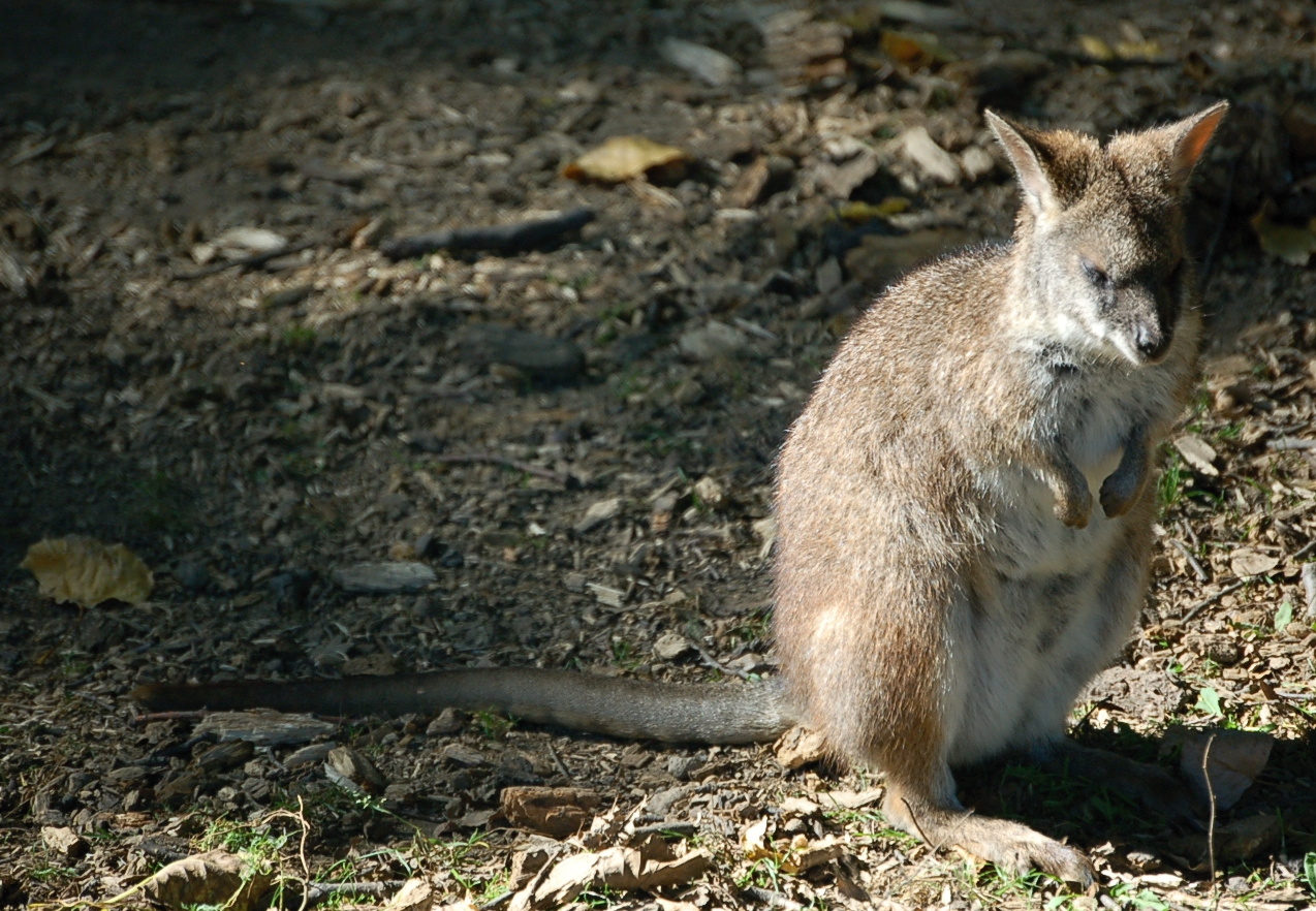 sleepy Parma Wallaby in Pilsen Zoo