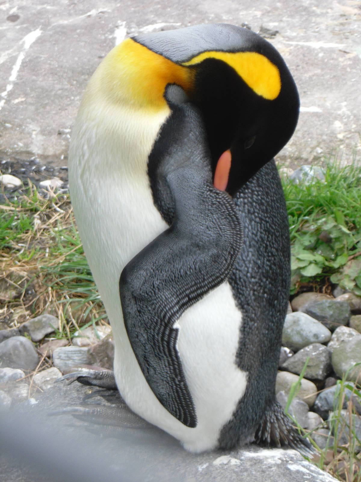 Sleepy Penguin - Edinburgh Zoo (September 10th 2011)