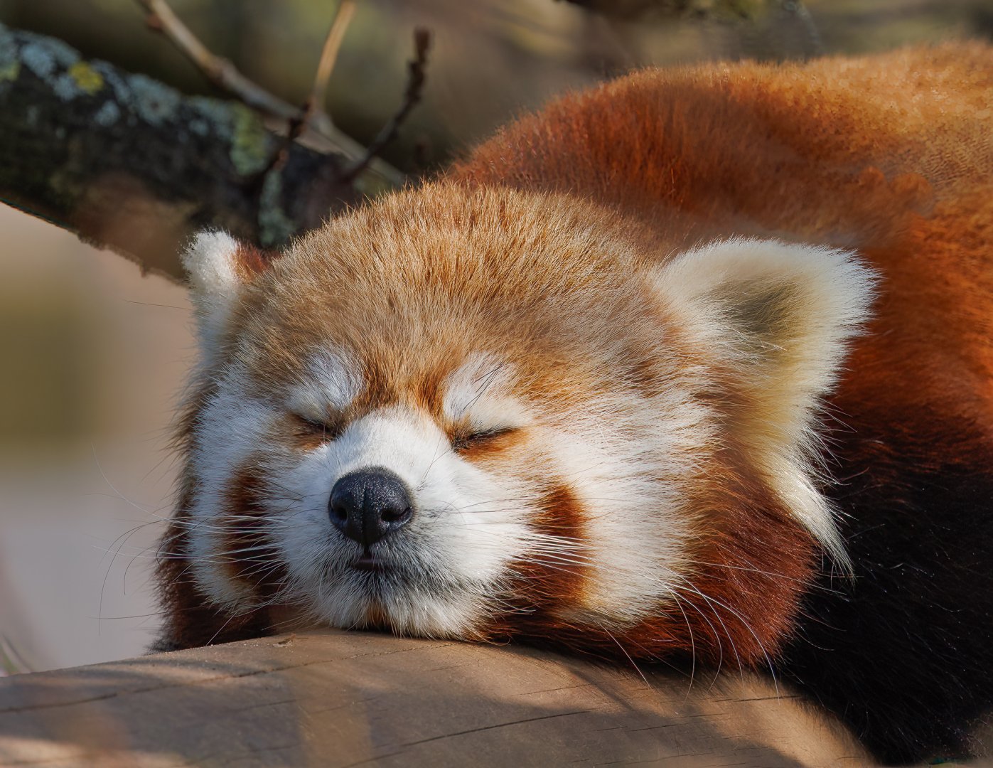 Sleepy Red Panda