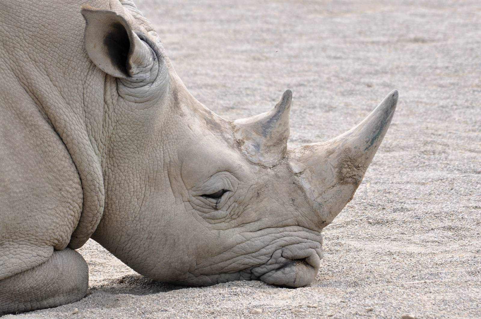 Sleepy Rhino in Dublin Zoo