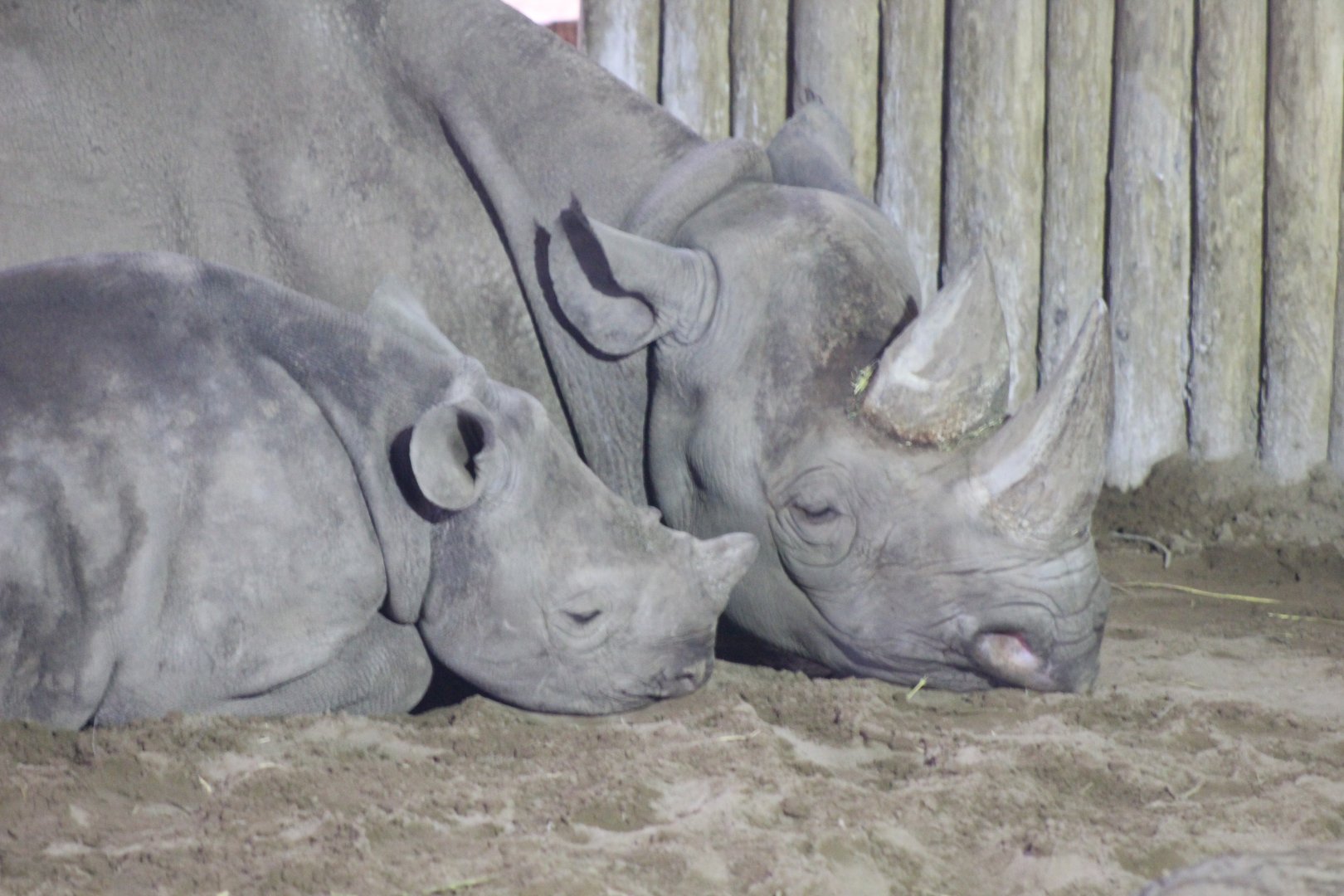 Sleepy Rhino's !