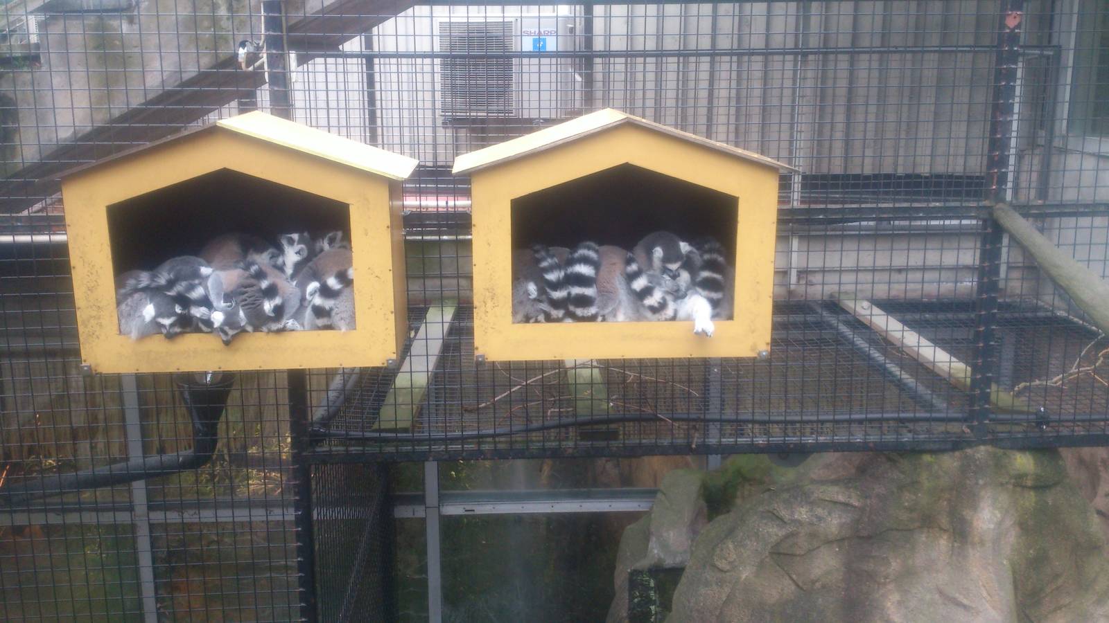 sleepy ring tailed lemurs