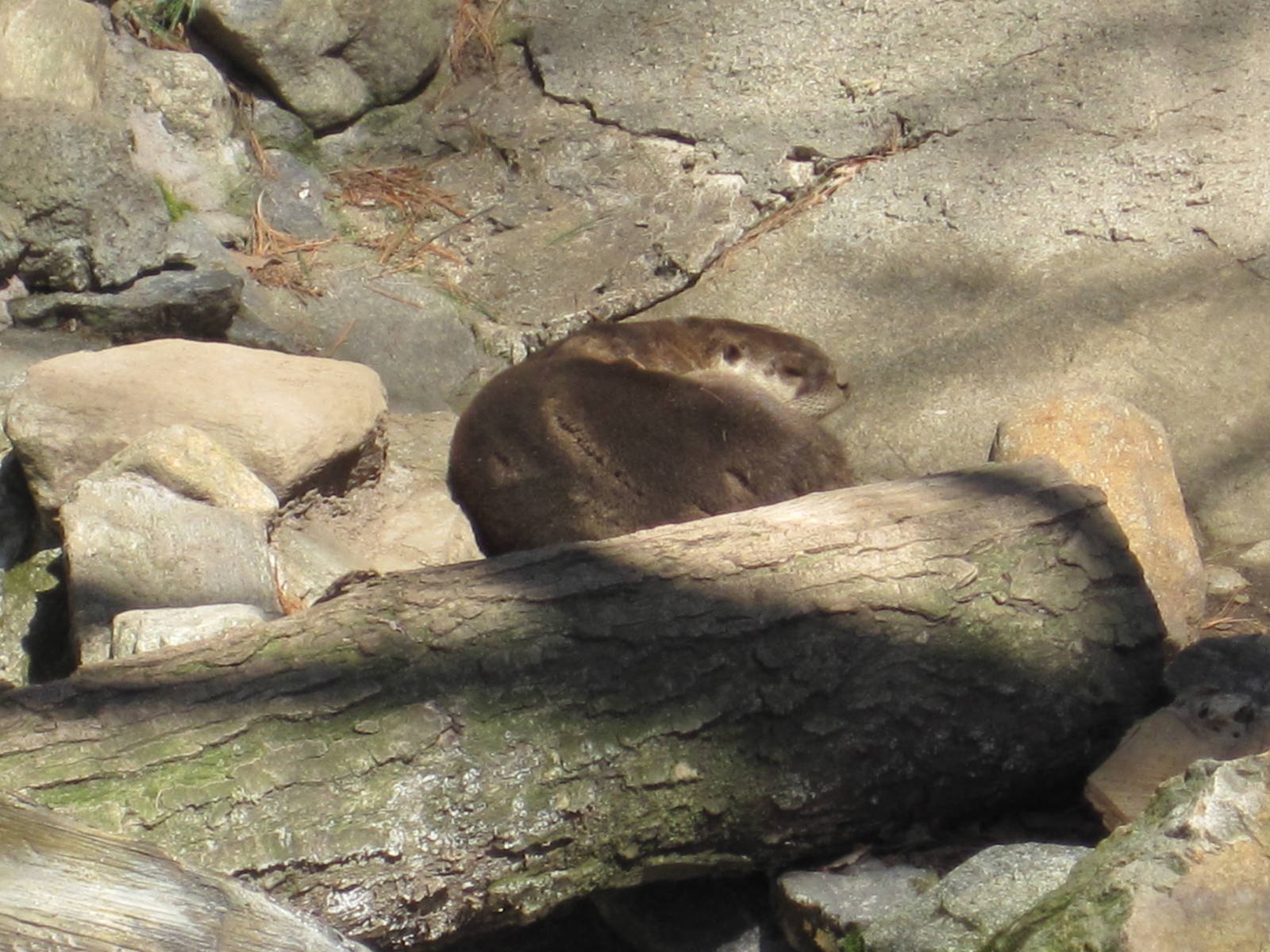 Sleepy River Otter