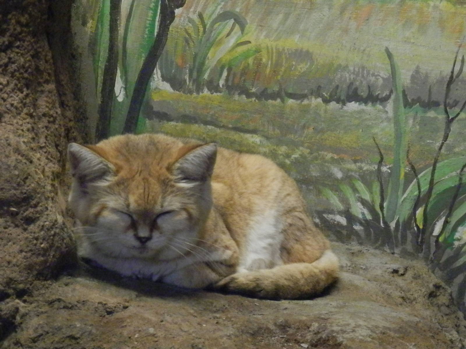 Sleepy sand cat
