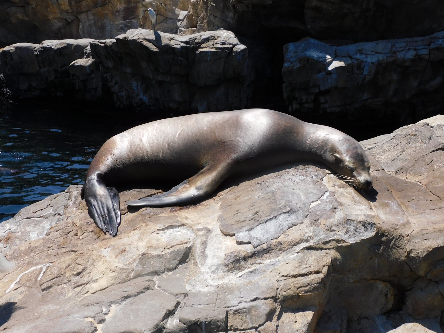 Sleepy sea lion