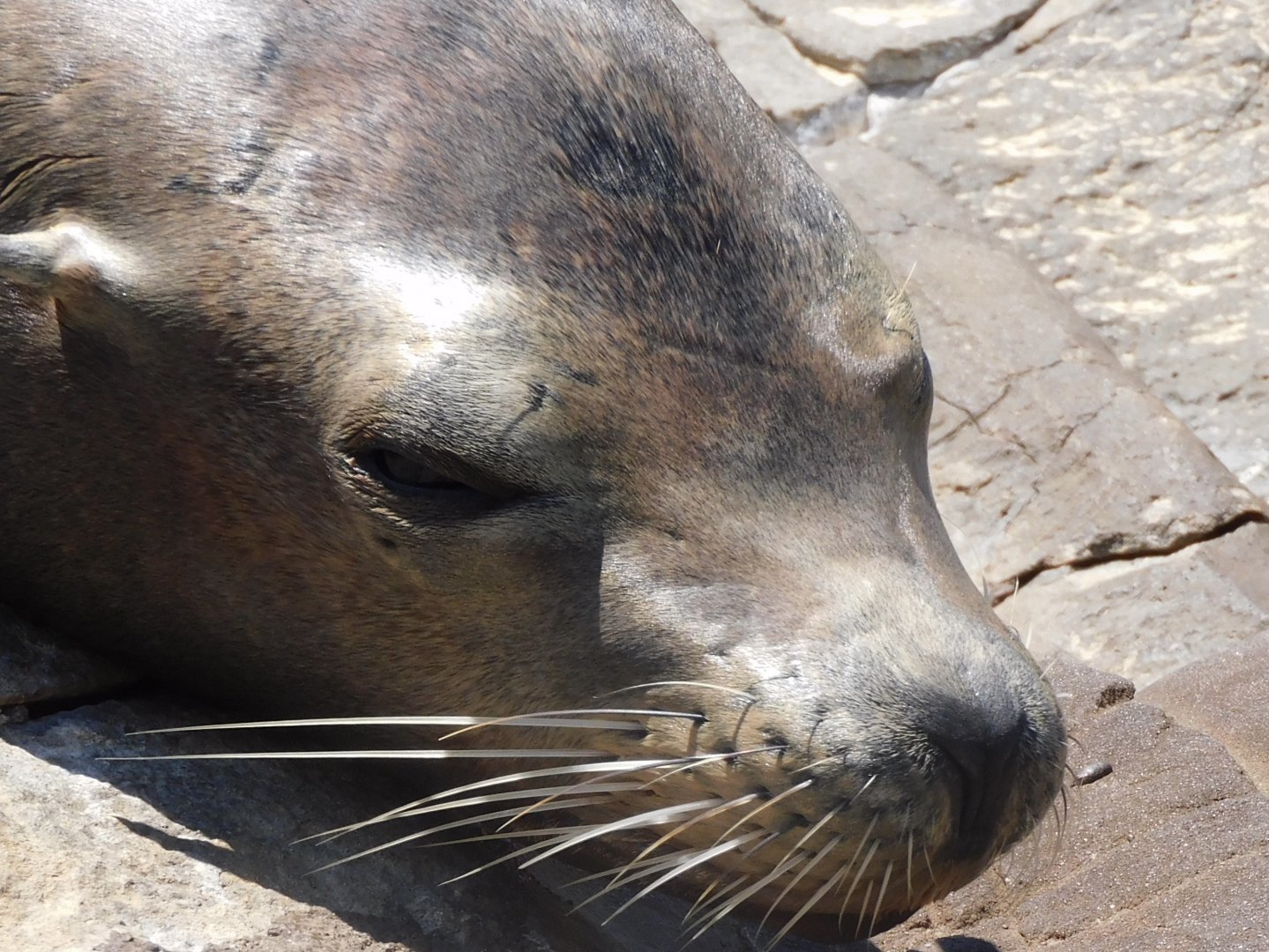 Sleepy sea lion