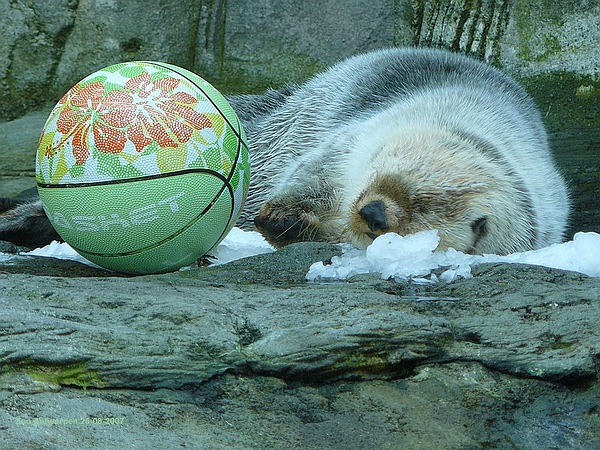 Sleepy Sea Otter at the Antwerp Zoo.