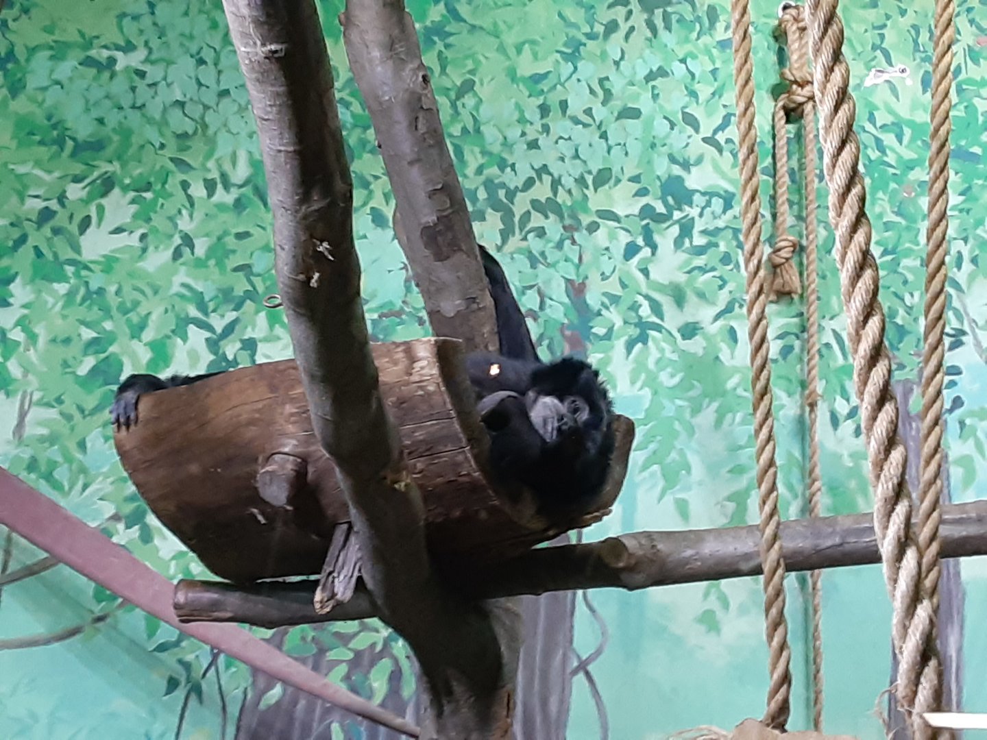 Sleepy Siamang