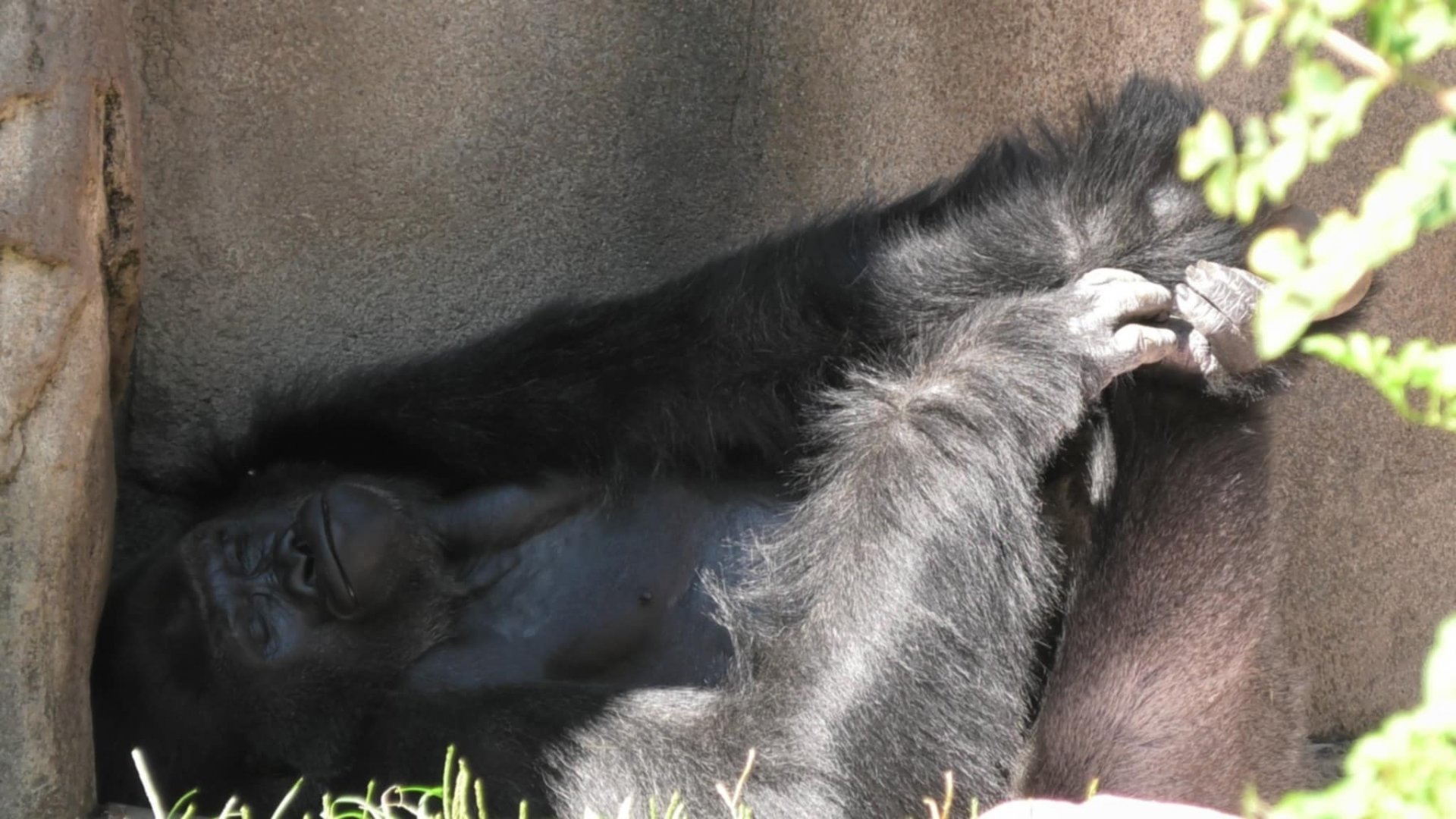 Sleepy silverback holds feet