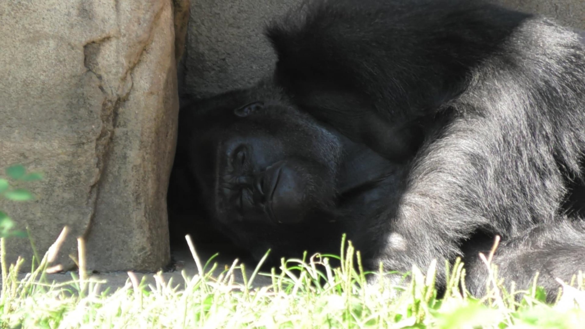 Sleepy silverback
