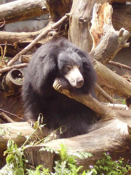 Sleepy Sloth Bear.