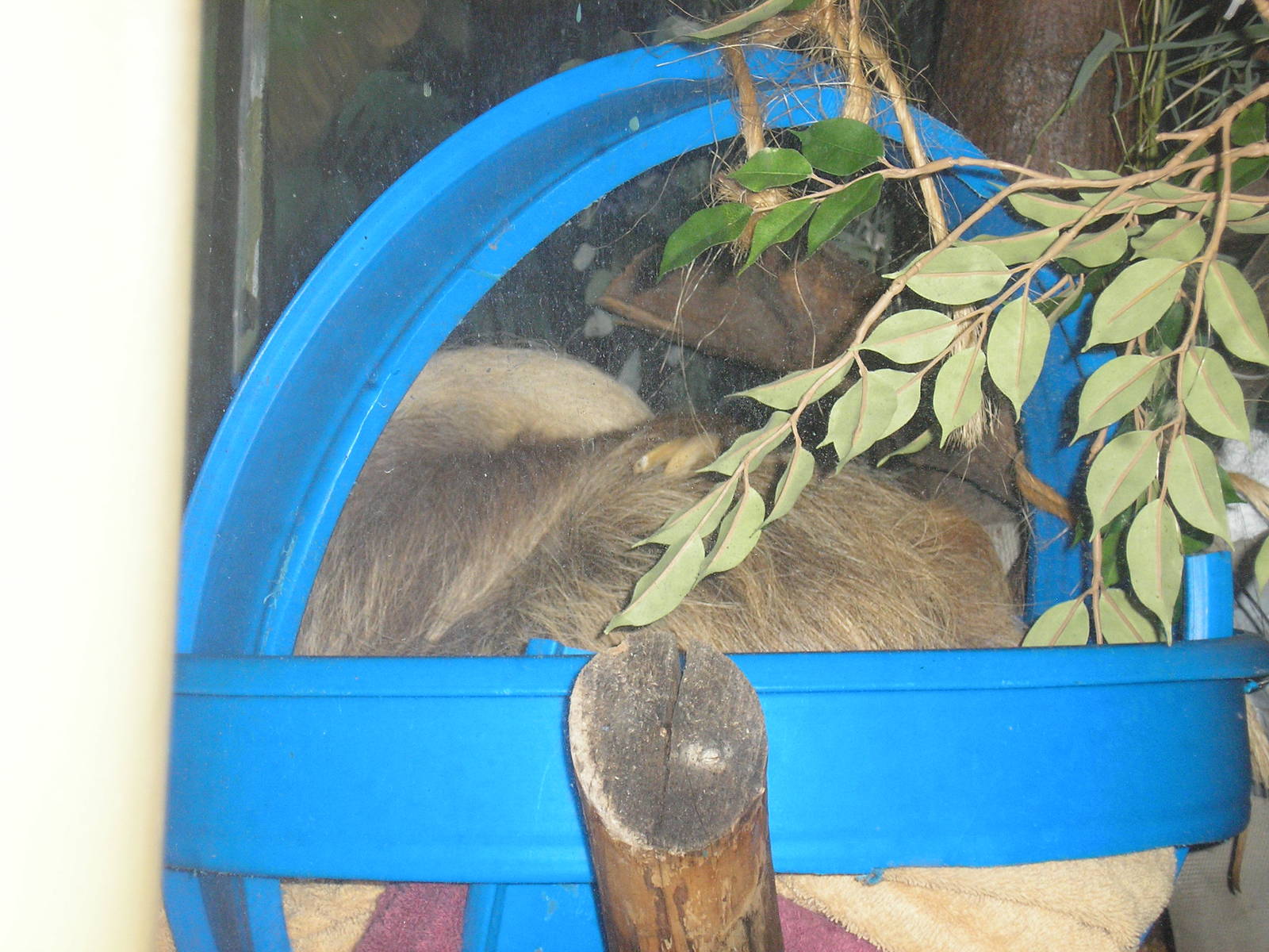 Sleepy Sloth