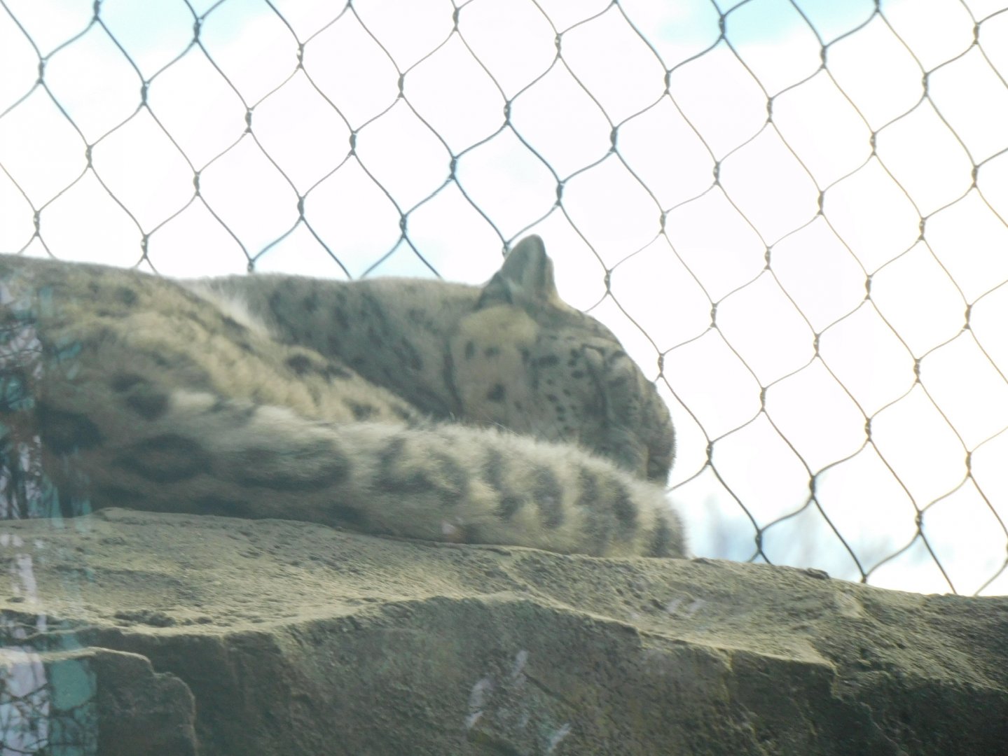 Sleepy snow leopard