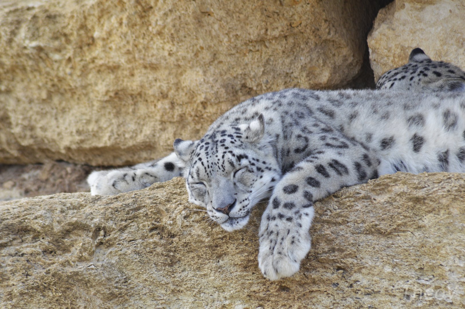 Sleepy snow leopards [2020]