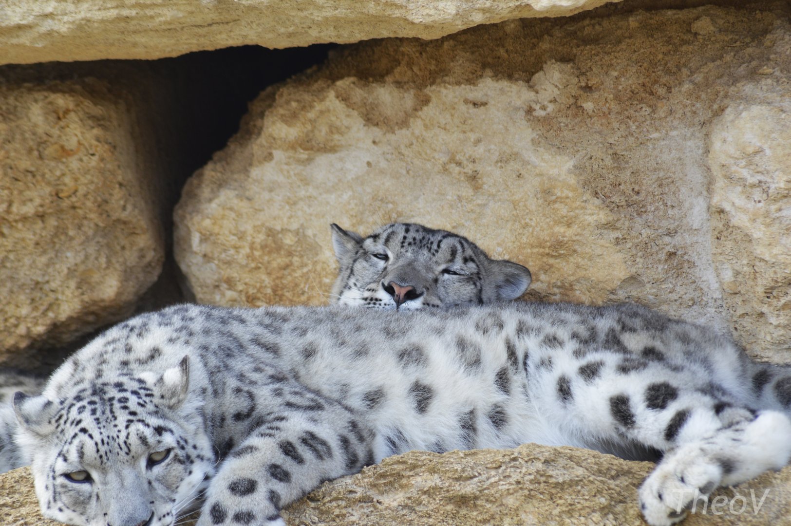 Sleepy snow leopards [2020]