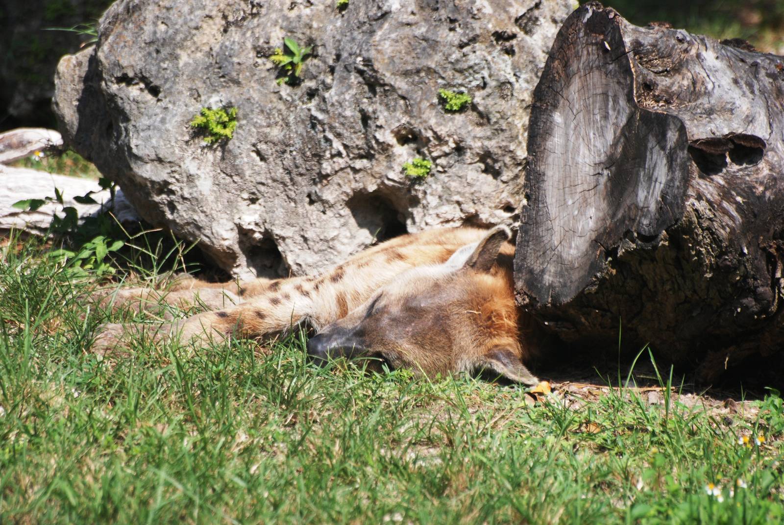 Sleepy Spotted Hyaena at Miami, 12/10/13