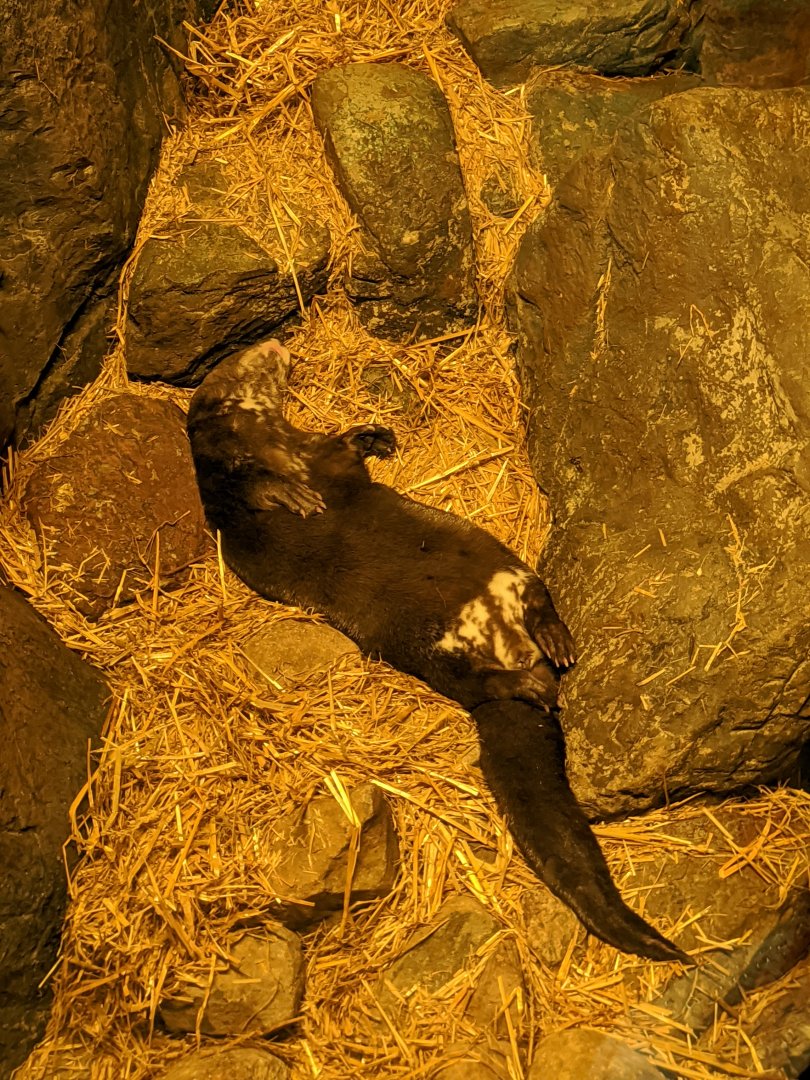 Sleepy Spotted-necked Otter - 24-08-2020