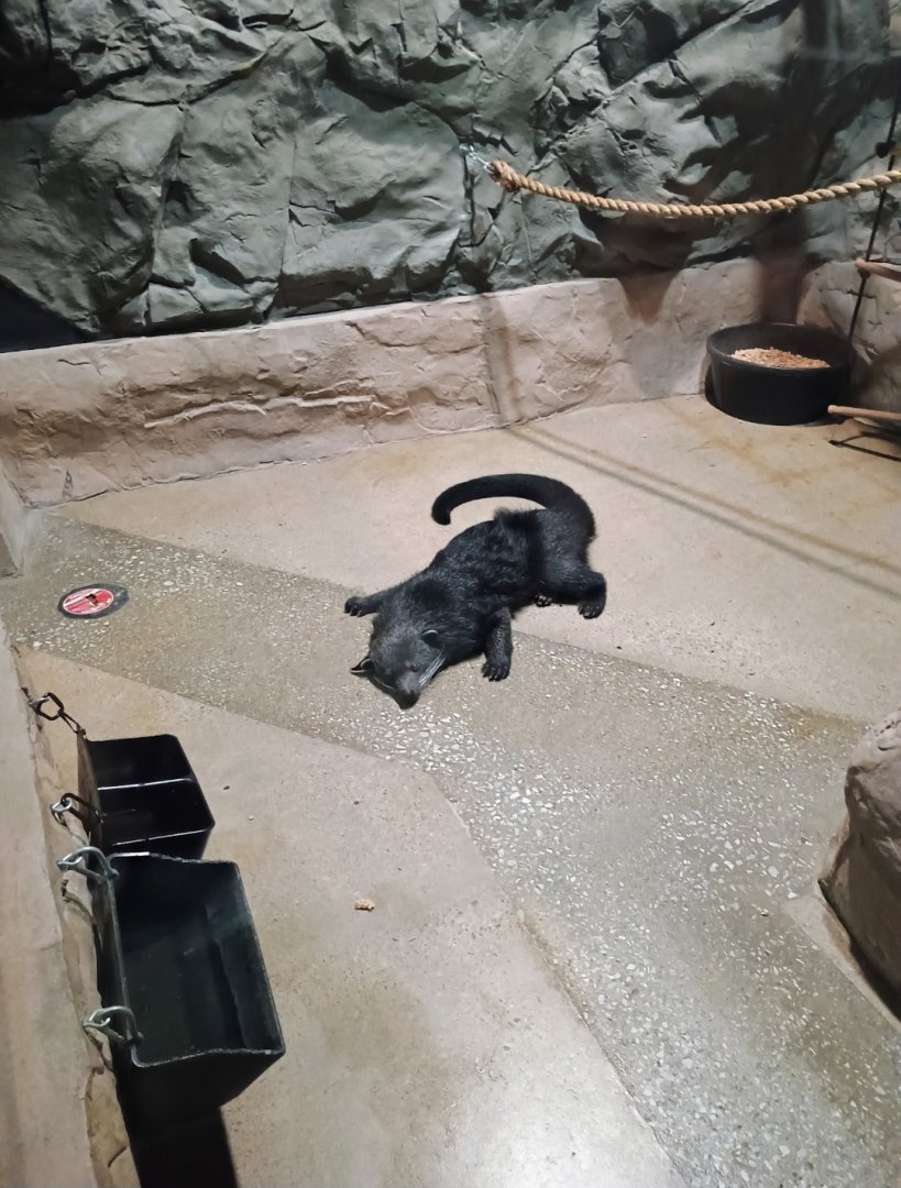 Sleepy Stitch (6/21/25)