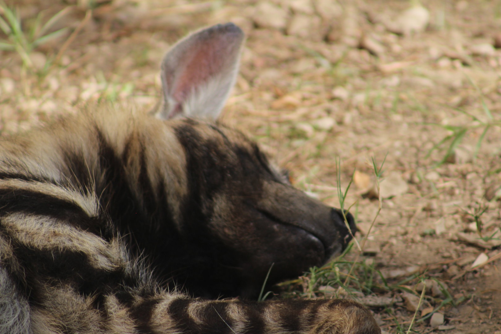 Sleepy striped hyena - Predators of Asia & Africa