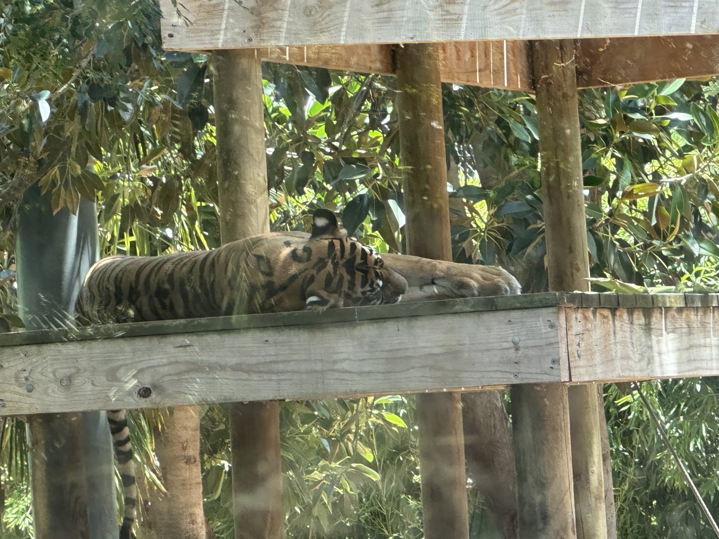 Sleepy Sumatran tiger