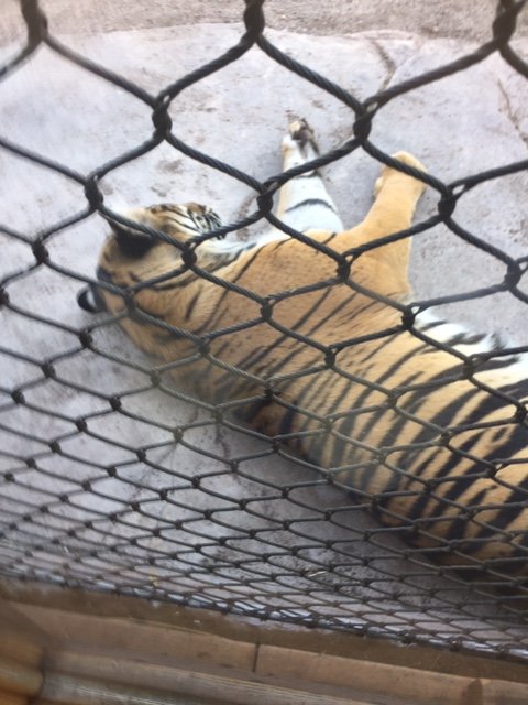 Sleepy Tiger 6-22-2019