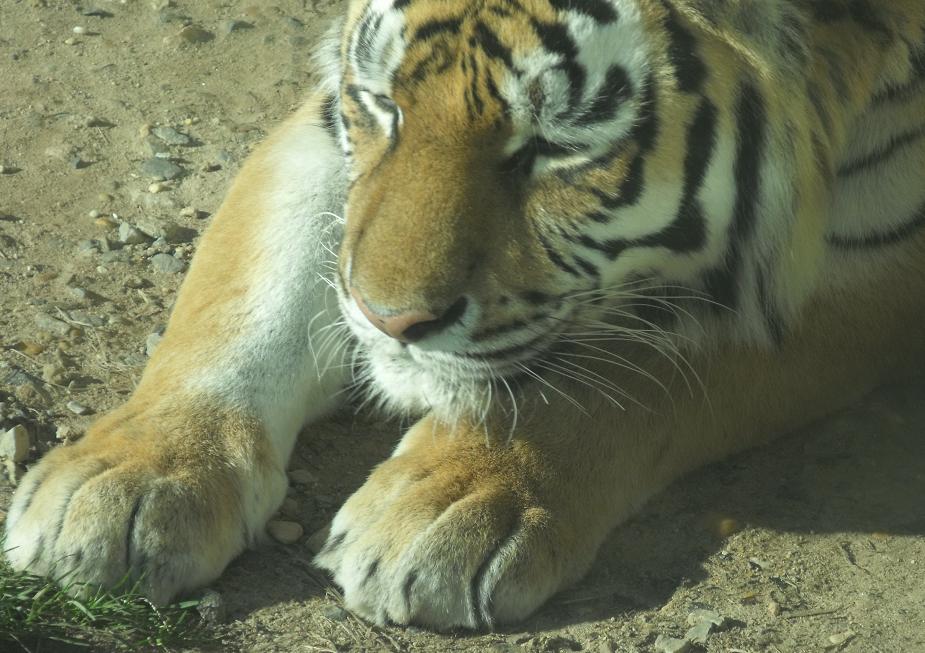Sleepy Tiger
