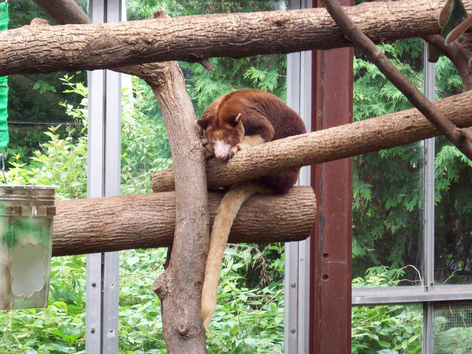 Sleepy Tree Kangaroo