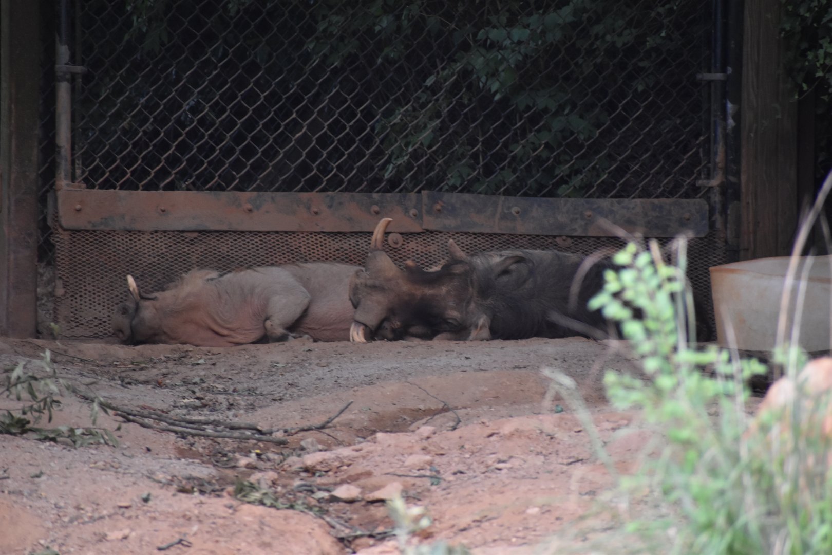Sleepy Warthogs