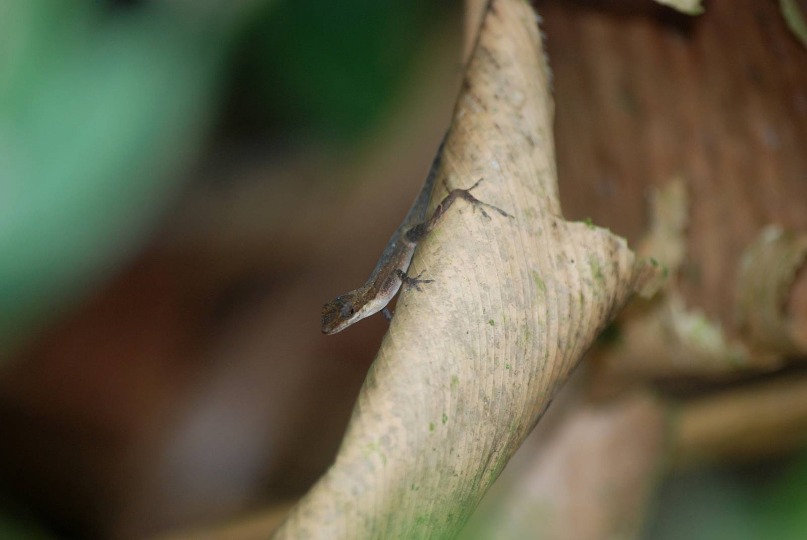 Slender Anole in Tortuguero, 14/04/14