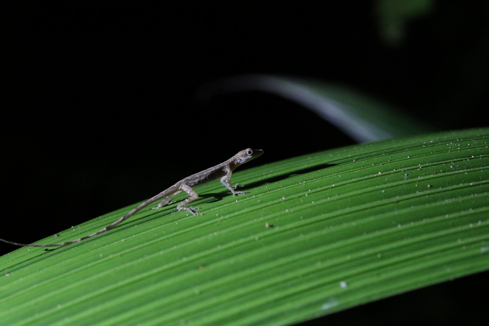 Slender Anole (probably...)