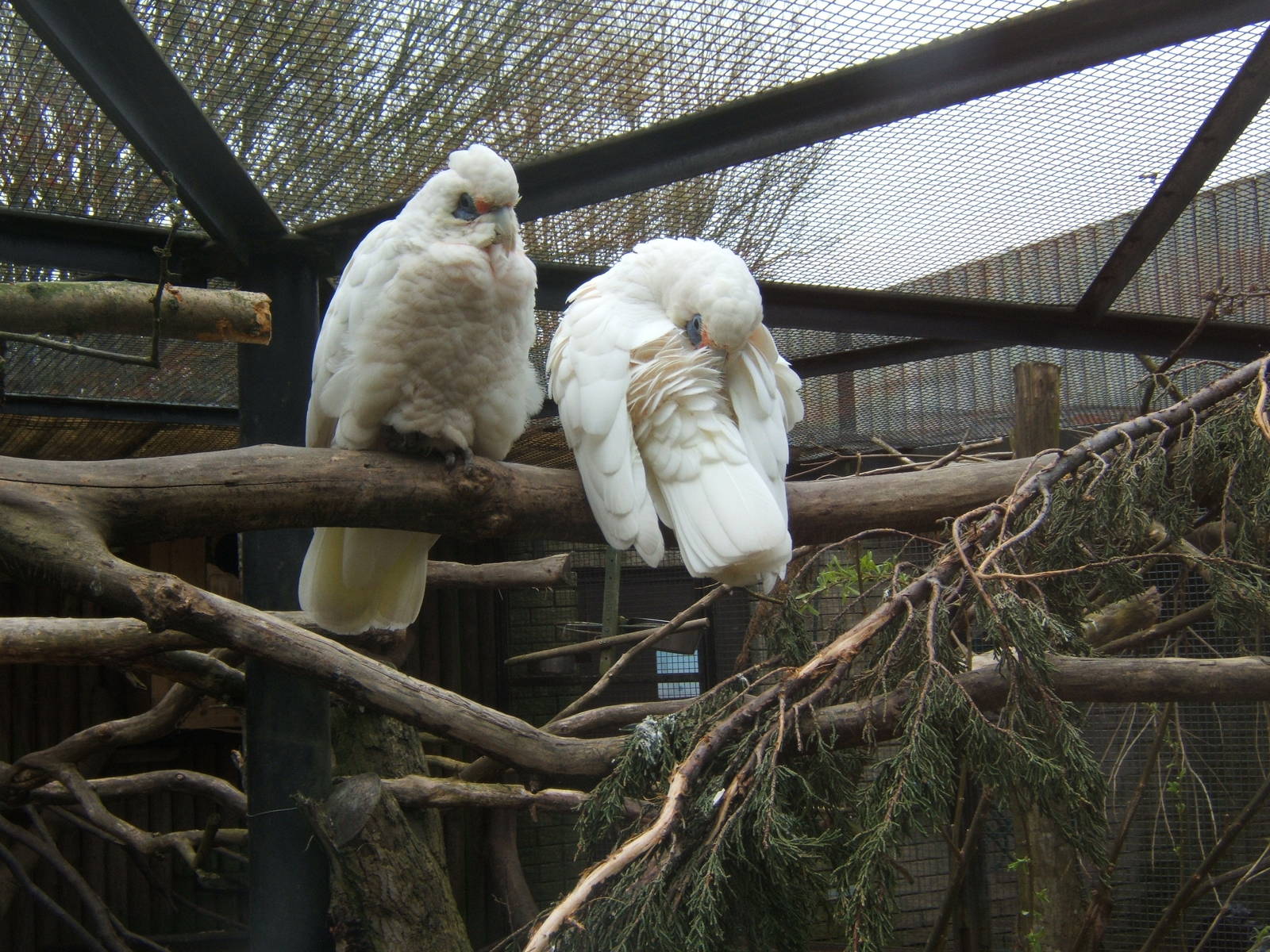 Slender-billed Cockatoo