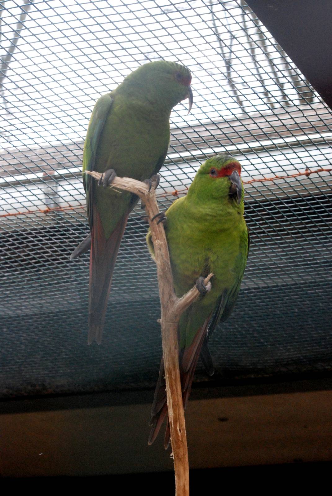 Slender-billed Conure at Walsrode, 22/03/13