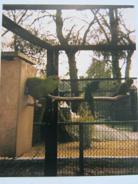 Slender-Billed Conures Basildon Zoo 1989.