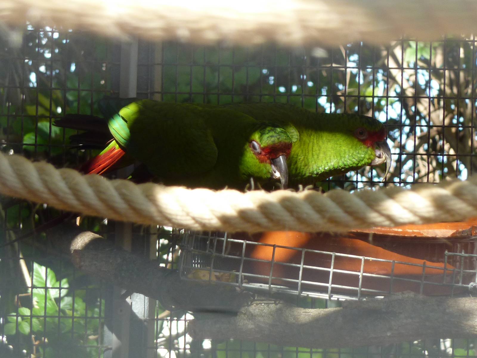 Slender-billed conures, December 2012