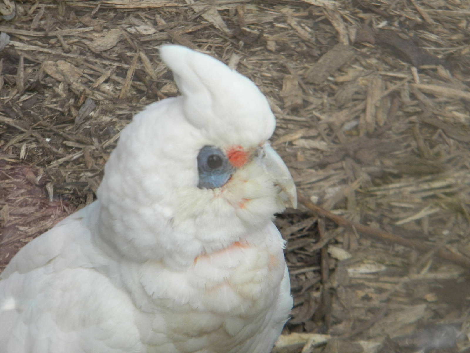 Slender billed Corella at Blackpool Zoo 26th March 2011