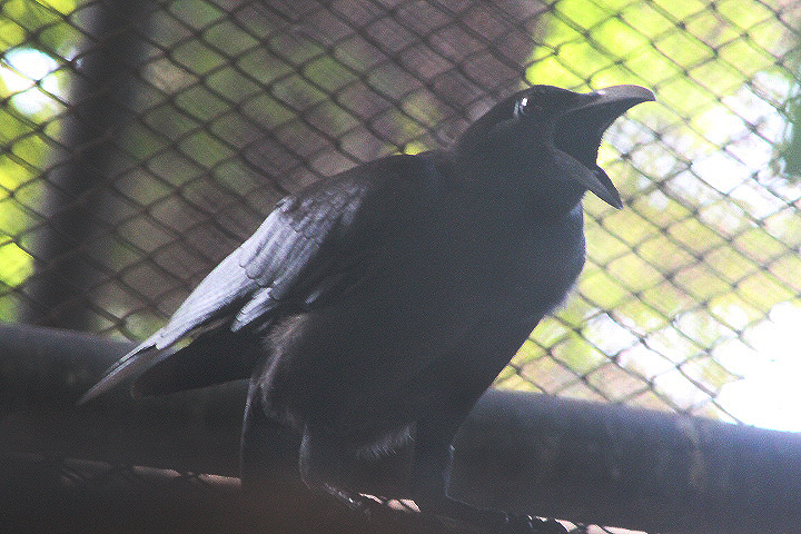 Slender-billed crow (Corvus enca enca)